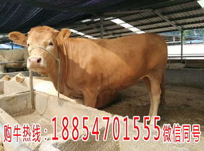 漳浦縣養牛場小黃牛價格與畜牧漁業飼料銷售分析